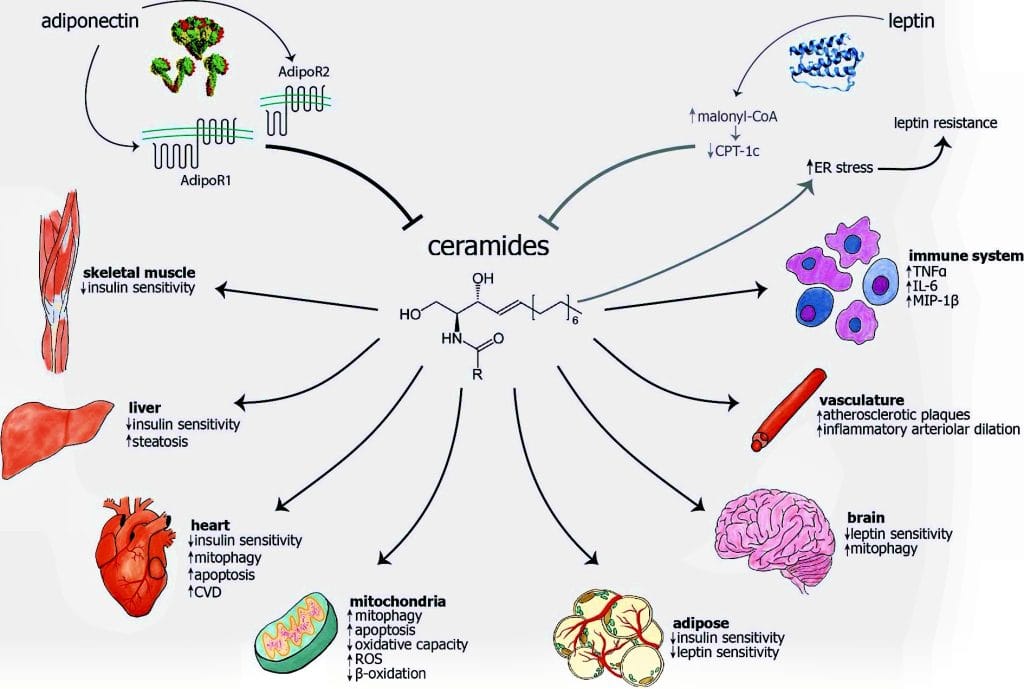 Ceramide Blocker, Lipotoxicity, Neutralizer, Interstellar Blends, Metabolism, Weight loss, Anti-aging, Detoxification, Blood sugar, Cholesterol, Cardiovascular health, Antioxidant, Anti-inflammatory, Ingredients, Superfood, Capsules, Supplement, Natural, Energy, Wellness