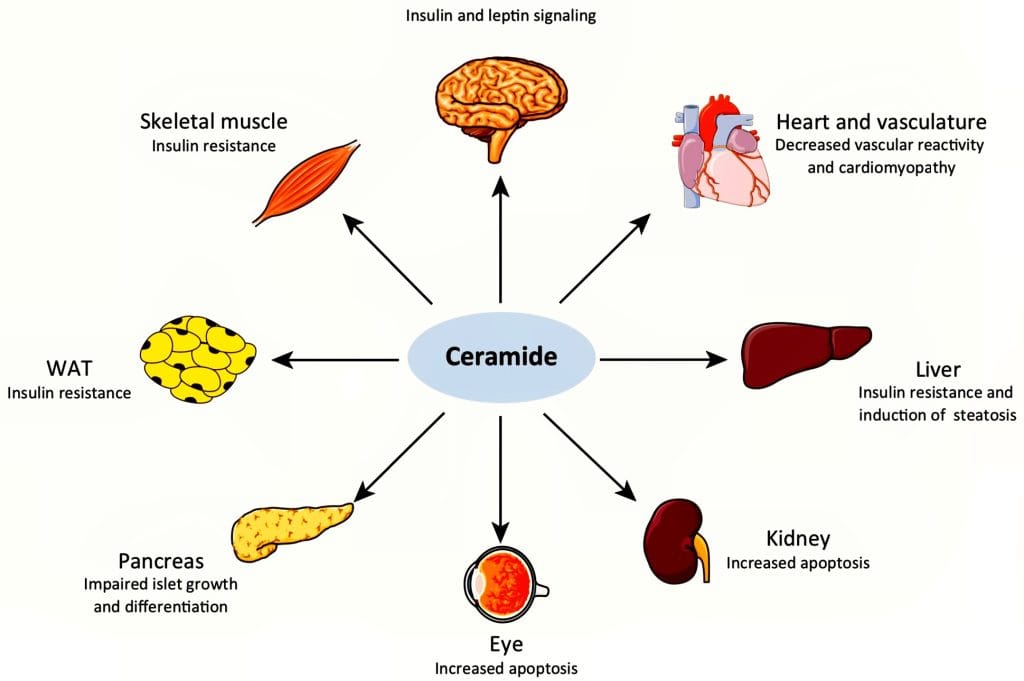 Ceramide Blocker, Lipotoxicity, Neutralizer, Interstellar Blends, Metabolism, Weight loss, Anti-aging, Detoxification, Blood sugar, Cholesterol, Cardiovascular health, Antioxidant, Anti-inflammatory, Ingredients, Superfood, Capsules, Supplement, Natural, Energy, Wellness